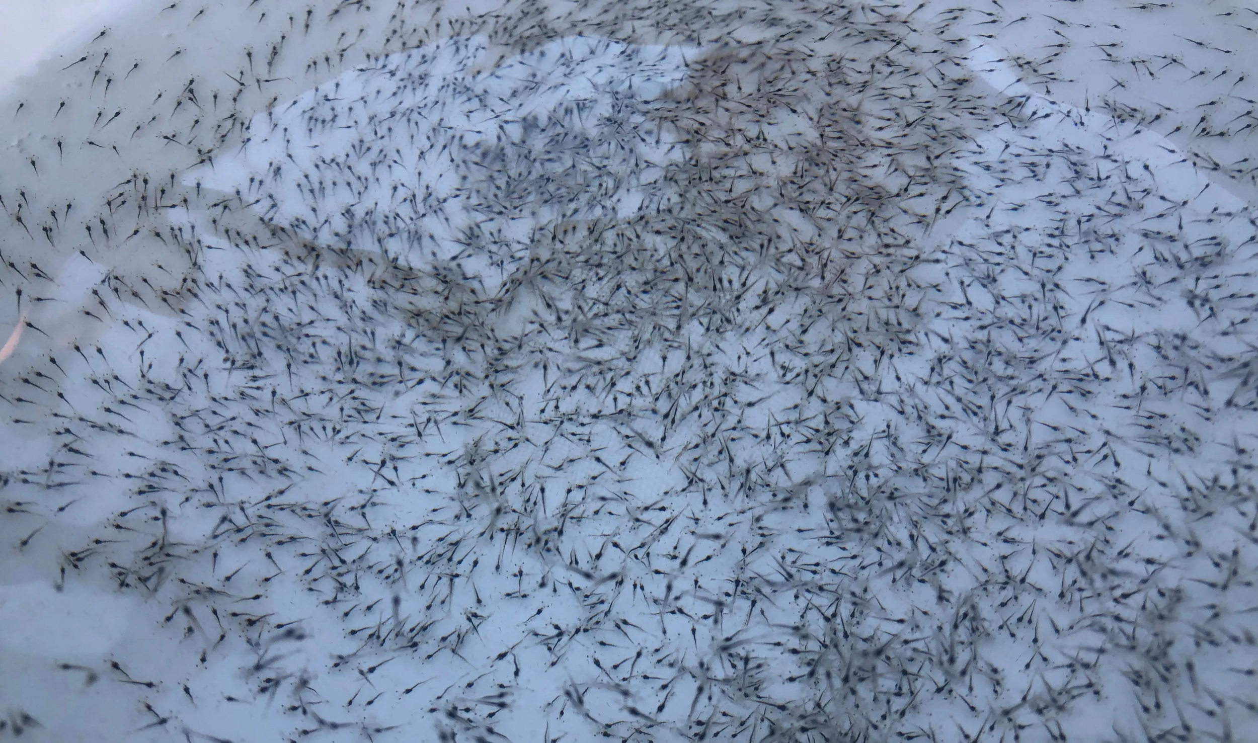 水產種苗飼料市場分析與前景預測