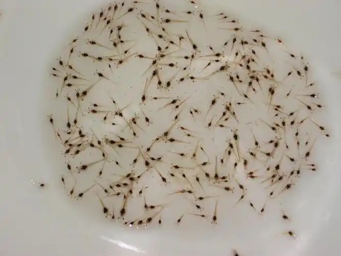 水產種苗飼料行業技術創新與產業升級