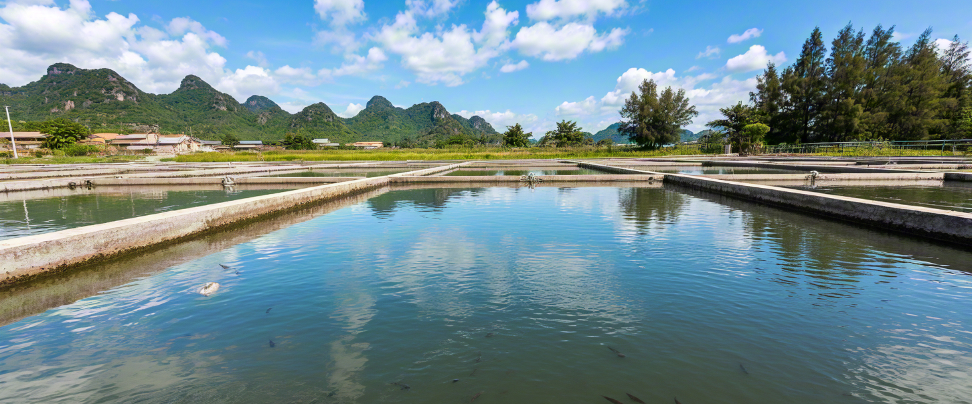 生態蝦苗飼料的優勢Advantages of ecological shrimp feed