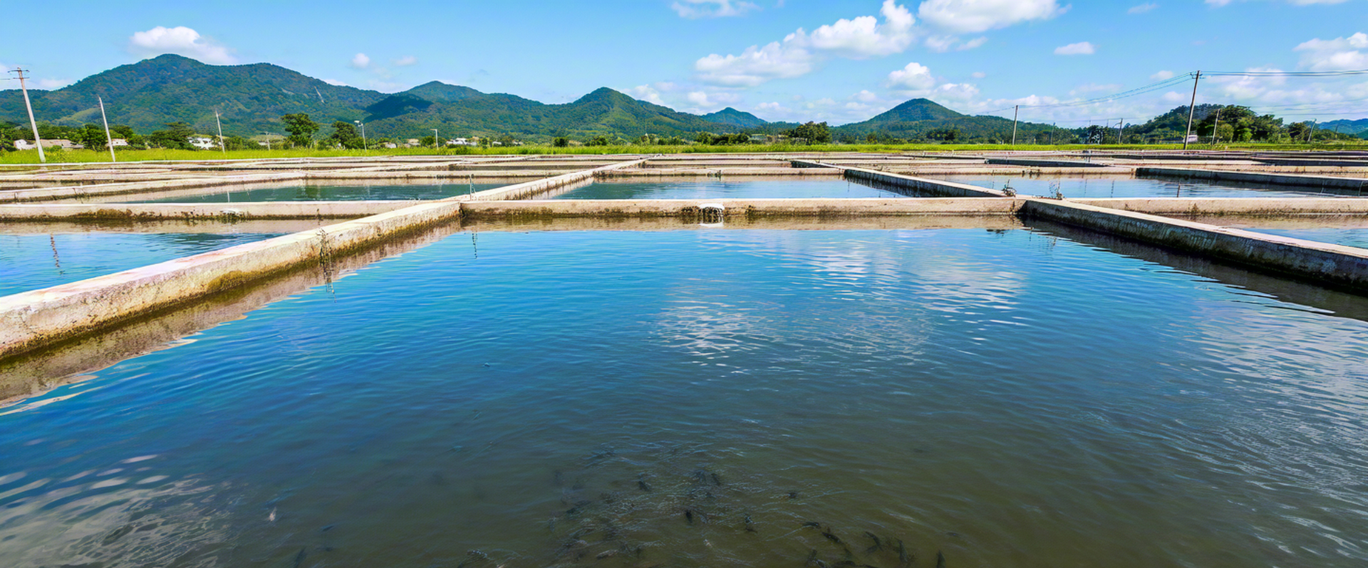 蝦苗營養需求Nutritional requirements of shrimp fry