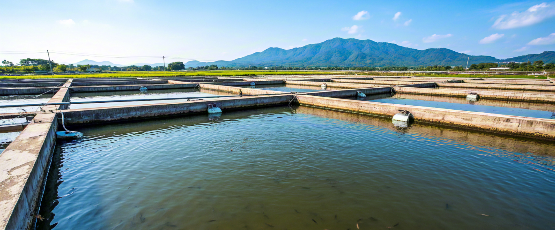 生態蝦苗飼料的特點Characteristics of ecological shrimp seedling feed