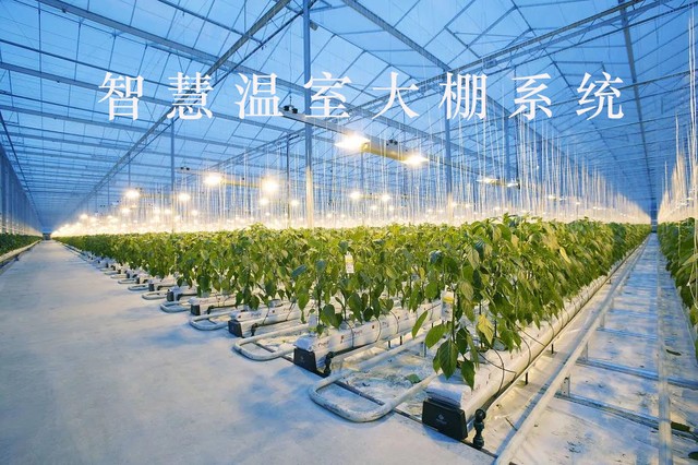 数字赋能智慧大棚，让大棚种植提“智”增效