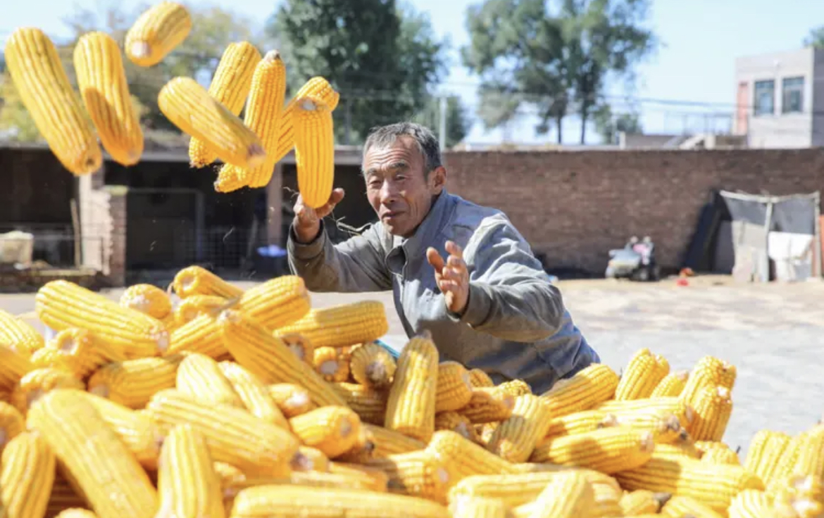 玉米水肥一体化滴灌技术单产提升工程实施方案