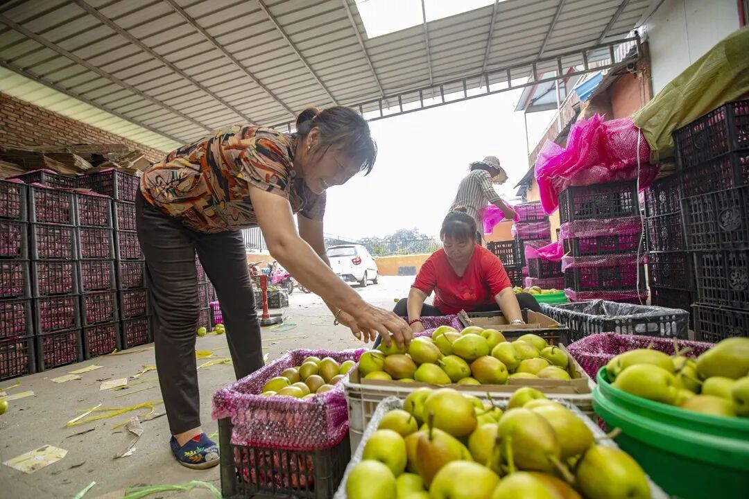 项目回顾|东部节水助力高标准酥梨示范园