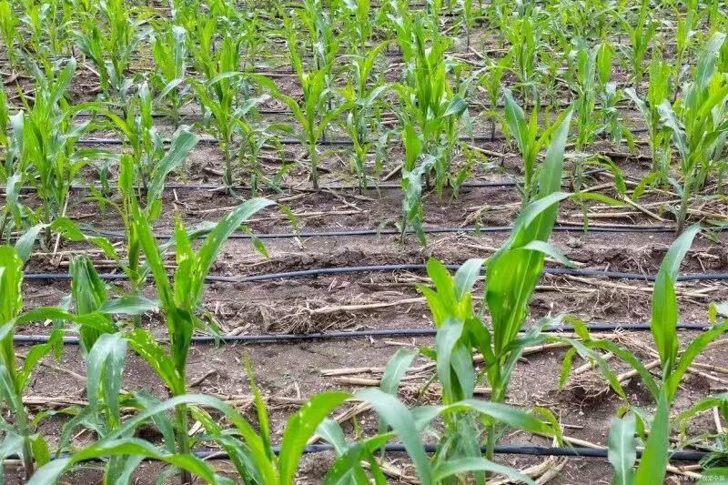 水肥一体化技术在甜糯玉米种植中的实践与应用