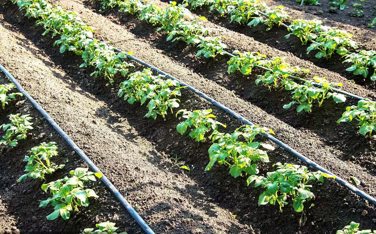 如何解决干旱半干旱地区常年滴灌的土壤板结、返盐问题？