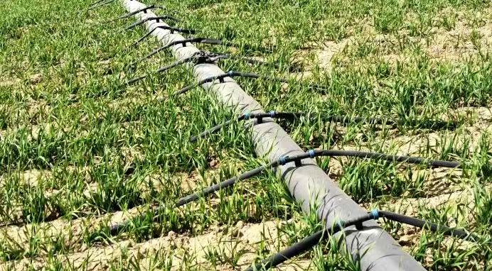 小麦规模化种植使用滴灌的方法原则及注意事项