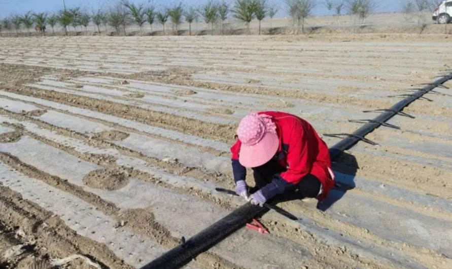 盐碱地灌溉不盲目！掌握这4个要点，压碱保苗更高效