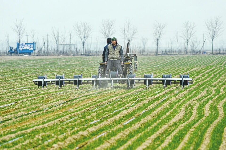 小麦地年后啥时候铺滴灌带合适呢