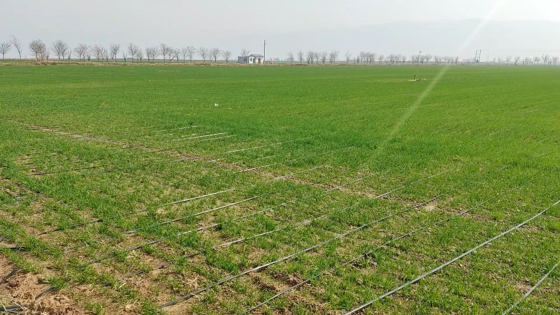 种地必看！你的水源能滴灌几亩小麦？3步算明白