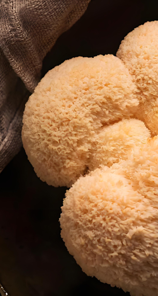 Mushroom extracts