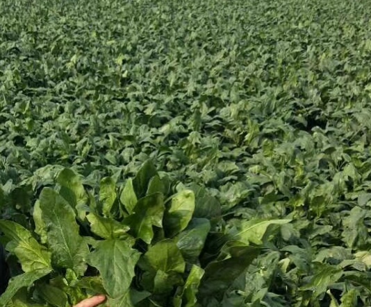 Frozen Spinach Ball 2018 new season is ordering and producing