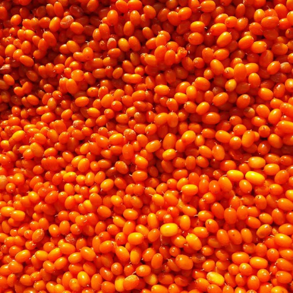 Frozen Sea Buckthorn