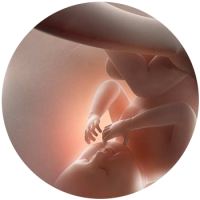 微刺激与常规促排方案在IVF-E...