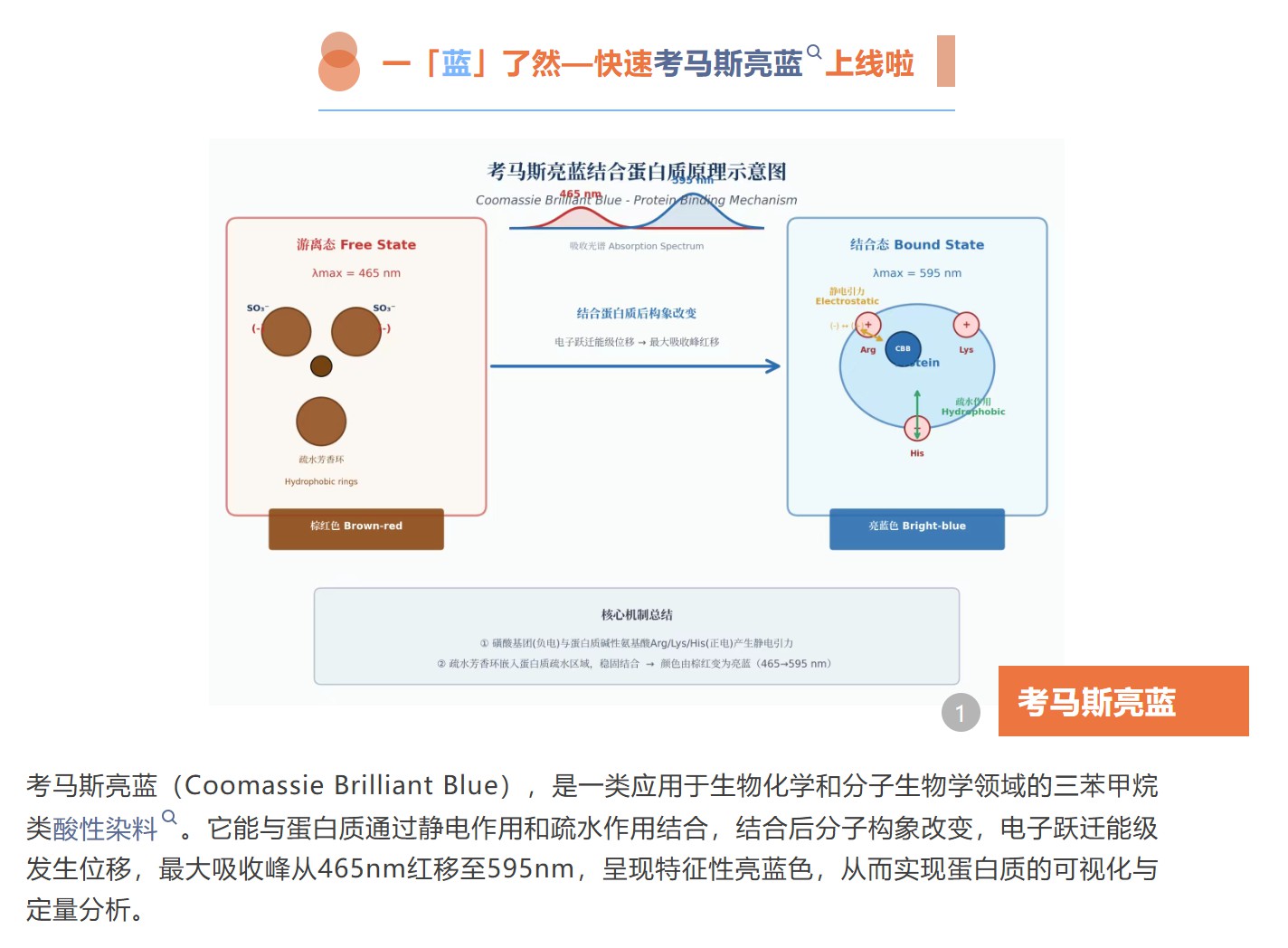联纬生物--WB系列之考马斯亮蓝