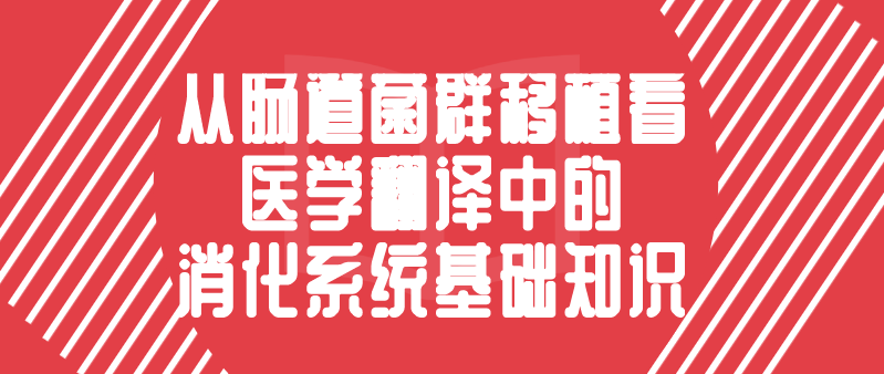 [医学翻译]-从肠道菌群移植看医学翻译中的消化系统基础知识