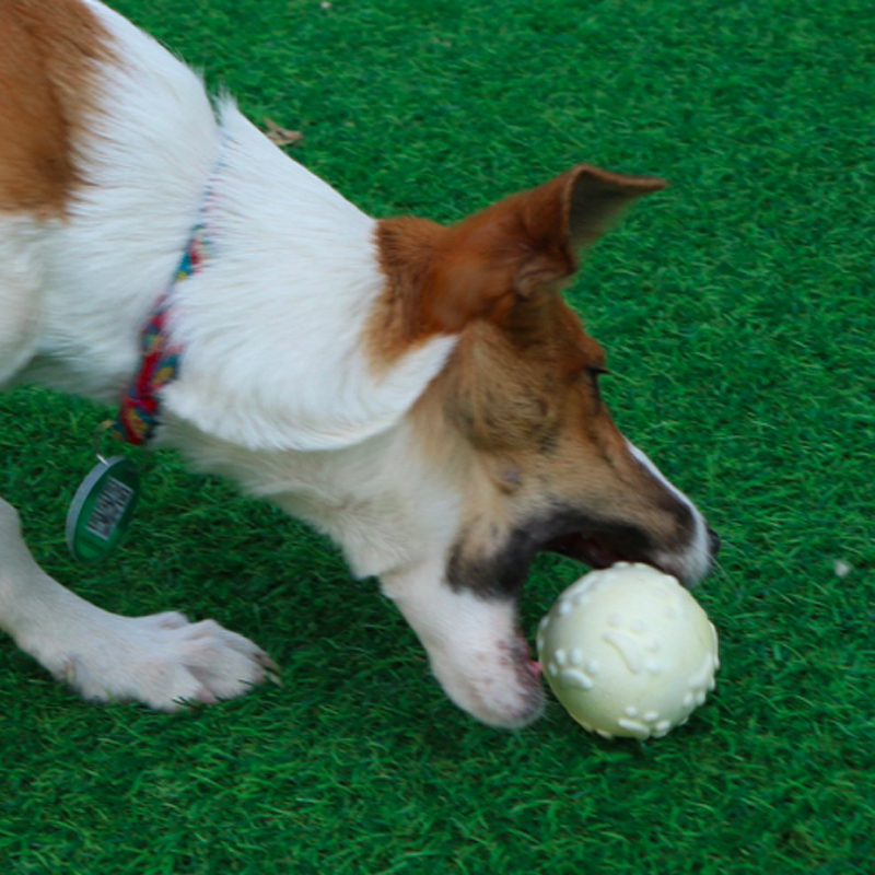 Indestructible Solid Dog Chew Balls