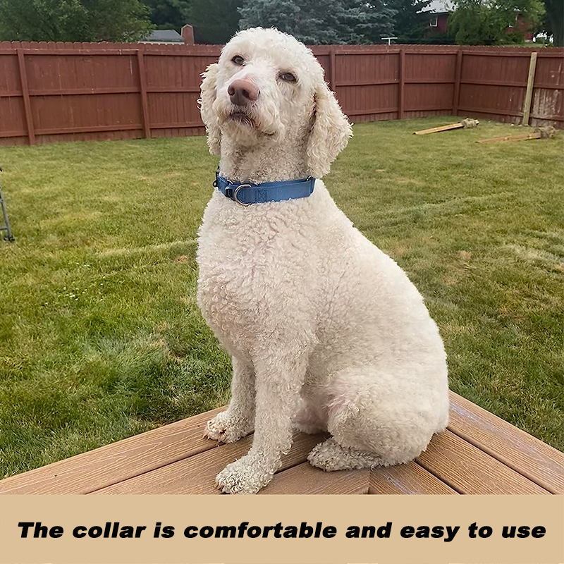 Martingale Dog Collar with Quick-Snap Buckle 