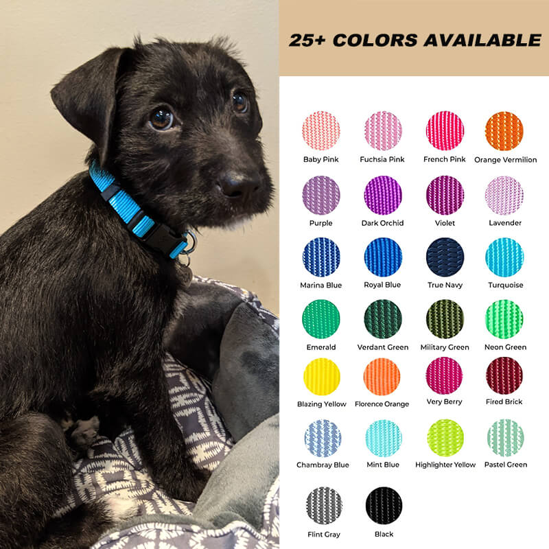 Adjustable Classic Solid Nylon Dog Collar