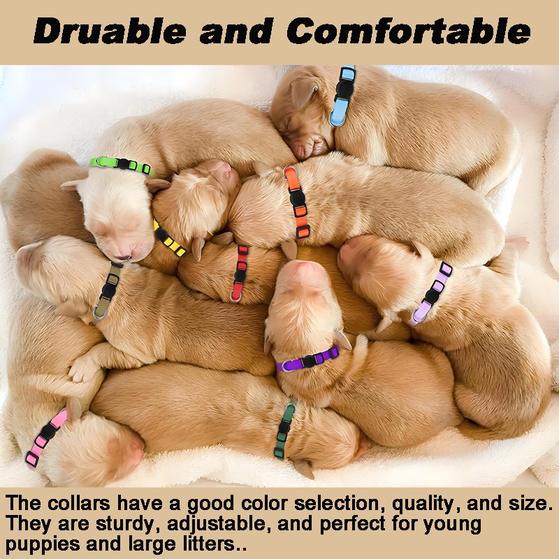 Nylon Collar for Small Puppy