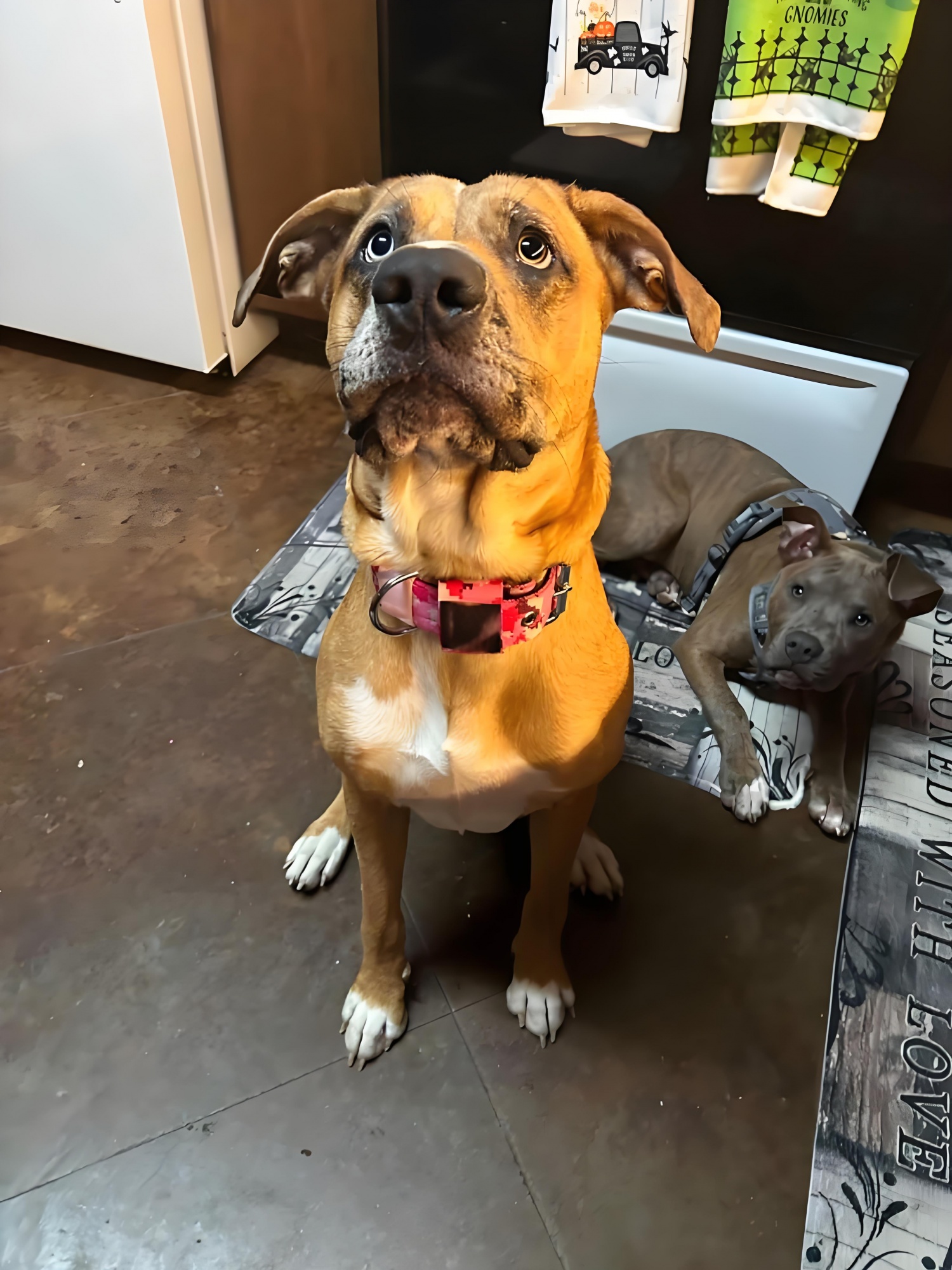 Tactical Dog Collar