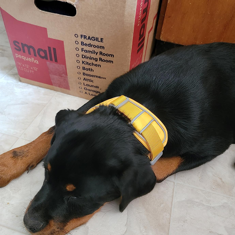 Premium Dog Collar