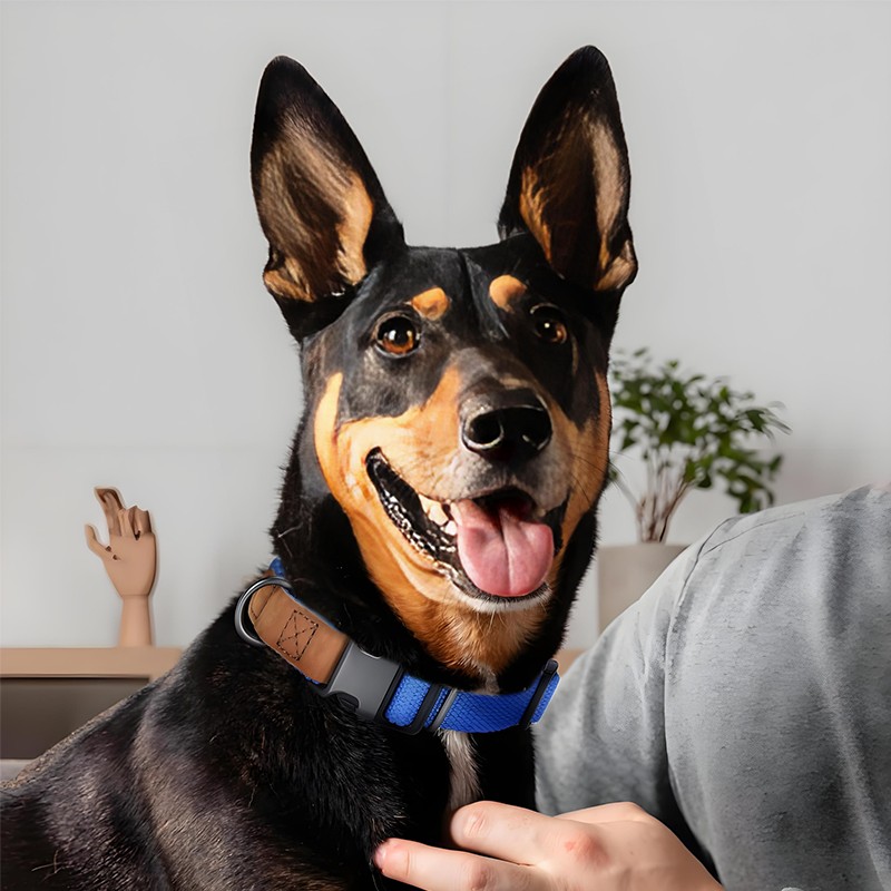 High Life Dog Collars