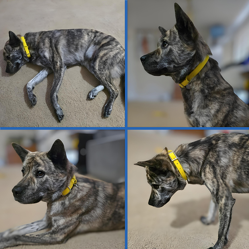 comfortable dog collars
