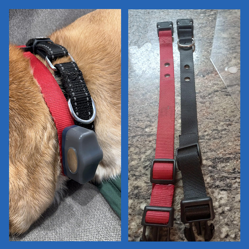Shock Collar for Dogs