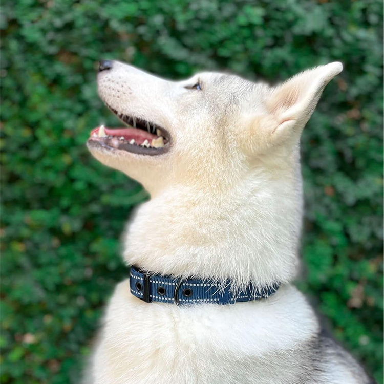Heavy Duty Dog Neck Collar Manufacturer