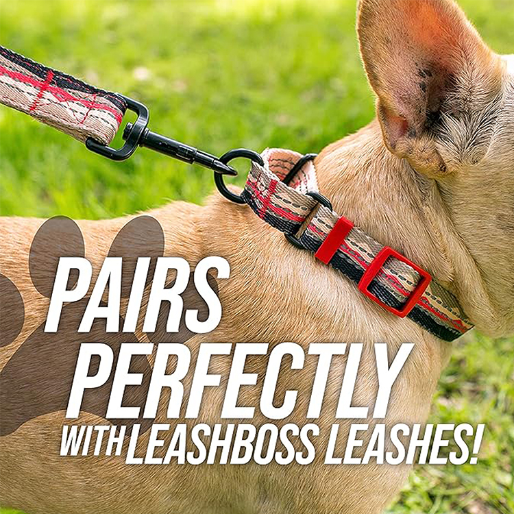modern dog collars