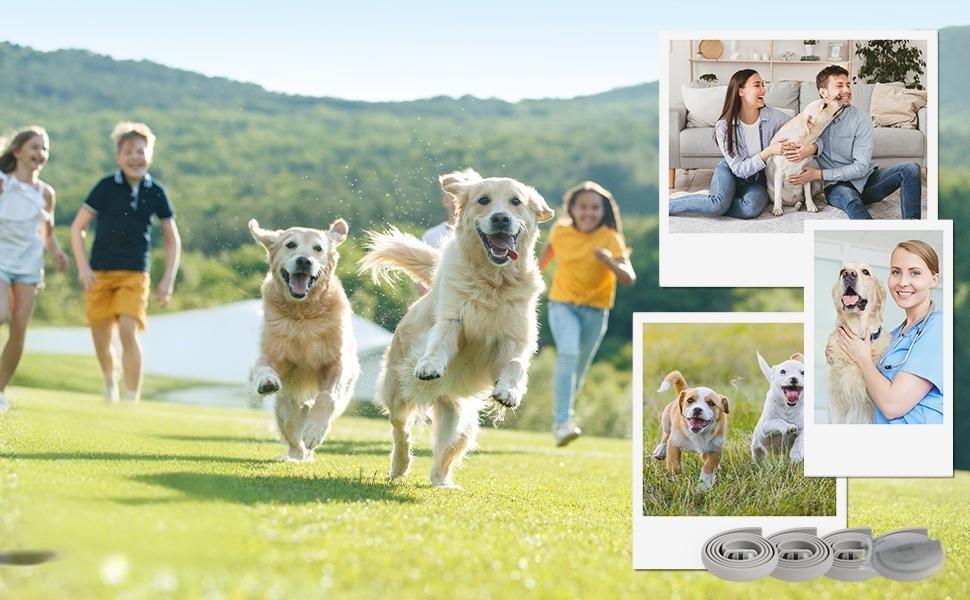 Dog Flea & Tick Prevention Collar 