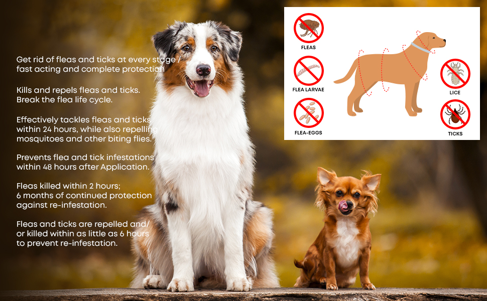 Dog Flea & Tick Prevention Collar 