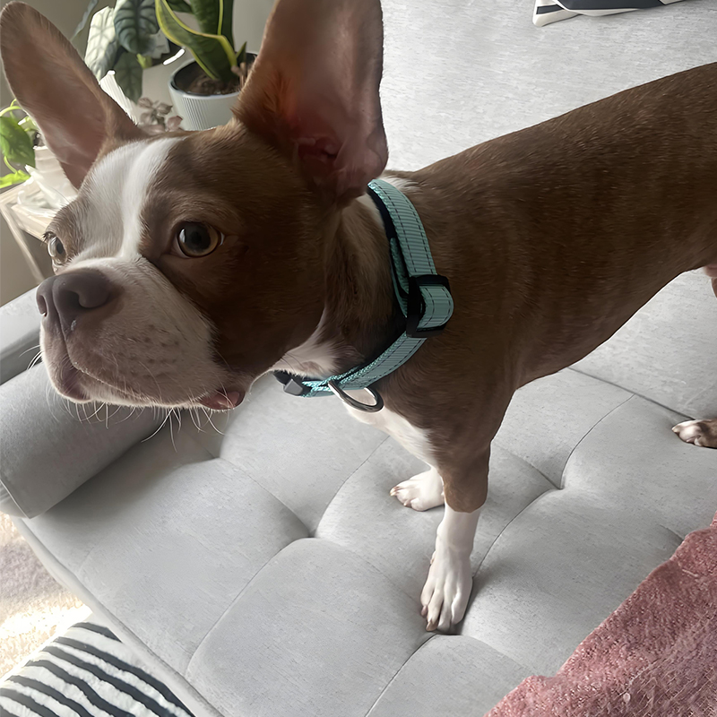 Rope Leash and Collar