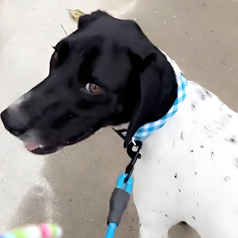 Rope Leash and Collar