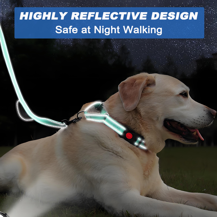 rope lead and collar 