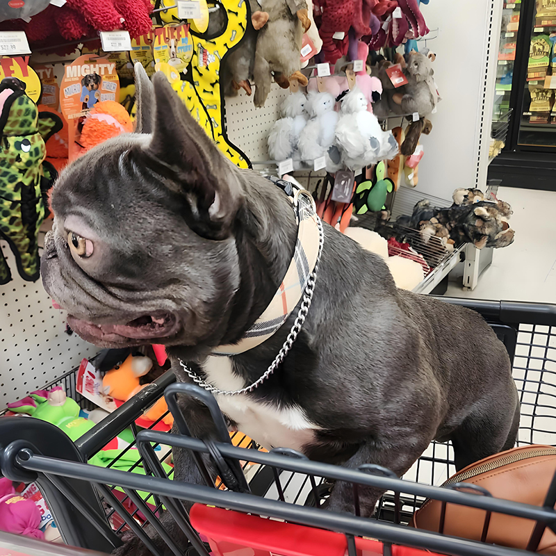 dog collar and leash
