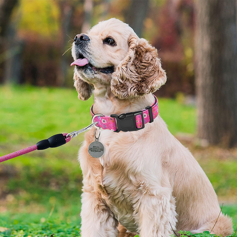 wholesale collars and leashes
