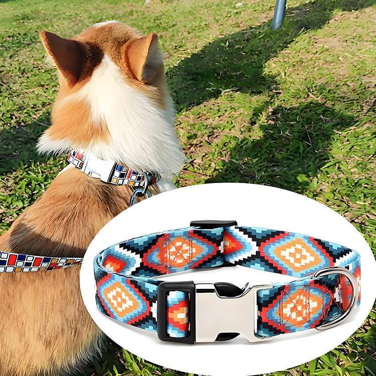 designer dog collar and lead