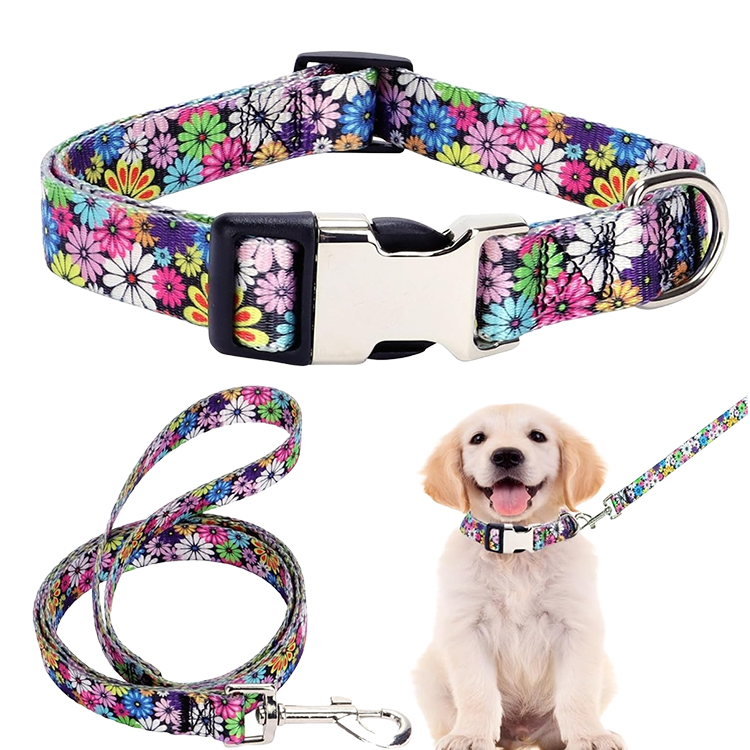 designer dog collar and lead