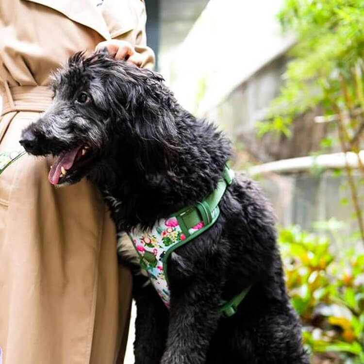 Matching Collar And Harness