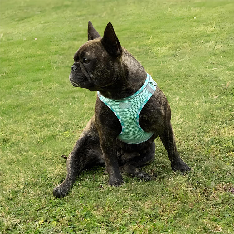  dog collar harness and lead sets