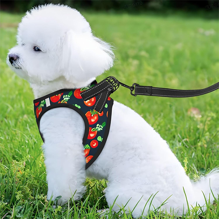 Matching Harness And Leash Set