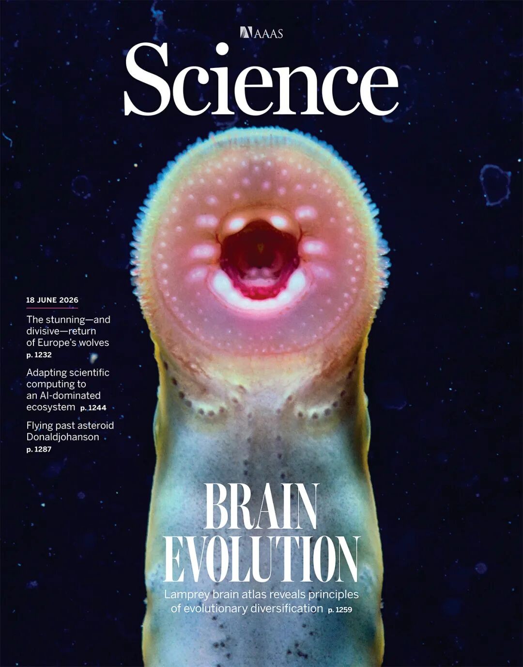 Science封面论文｜三维单细胞转录组学揭示5亿年来脊椎动物大脑演化谜题