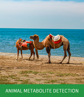ANIMAL METABOLITE DETECTION