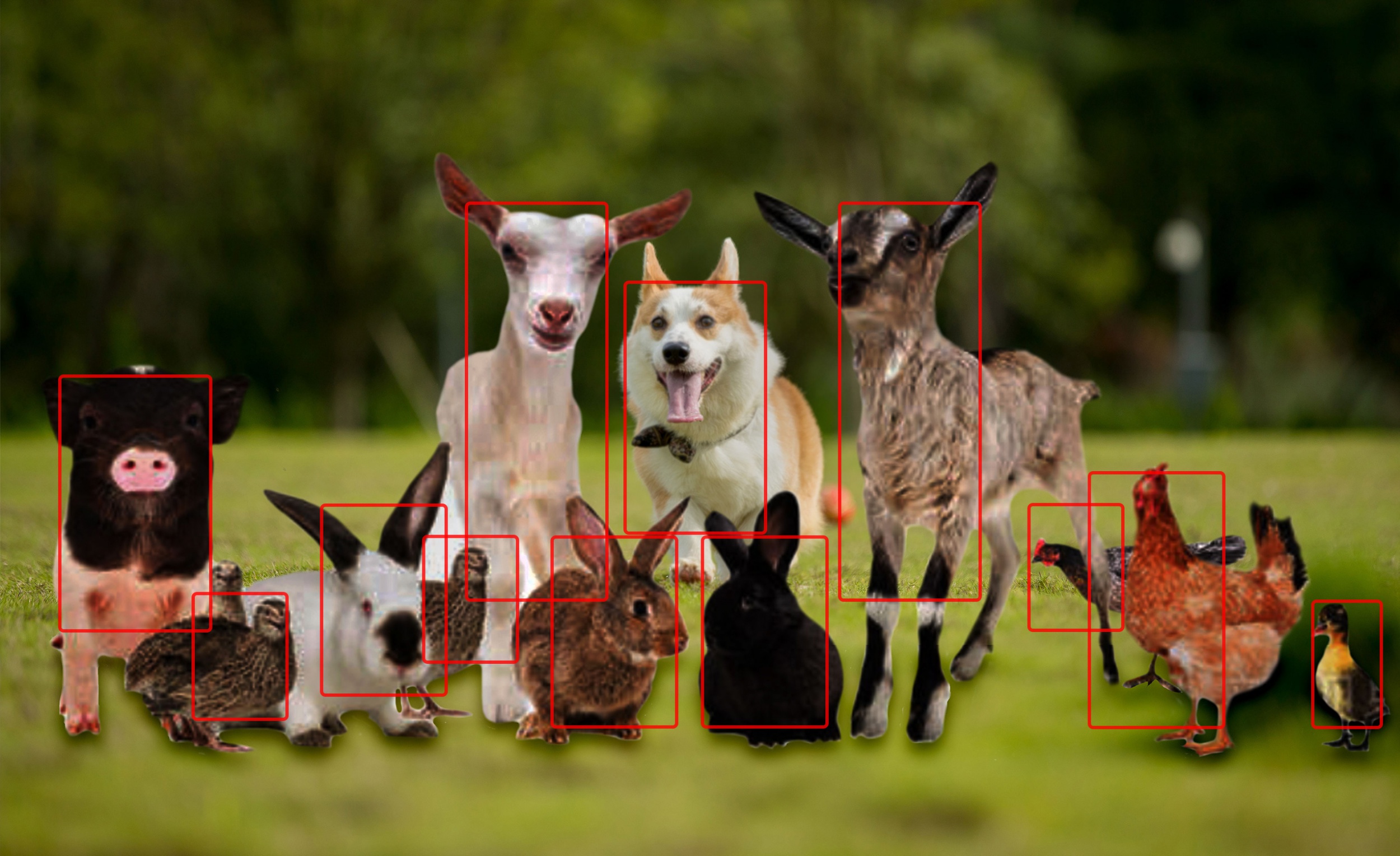 AI算法宠物识别