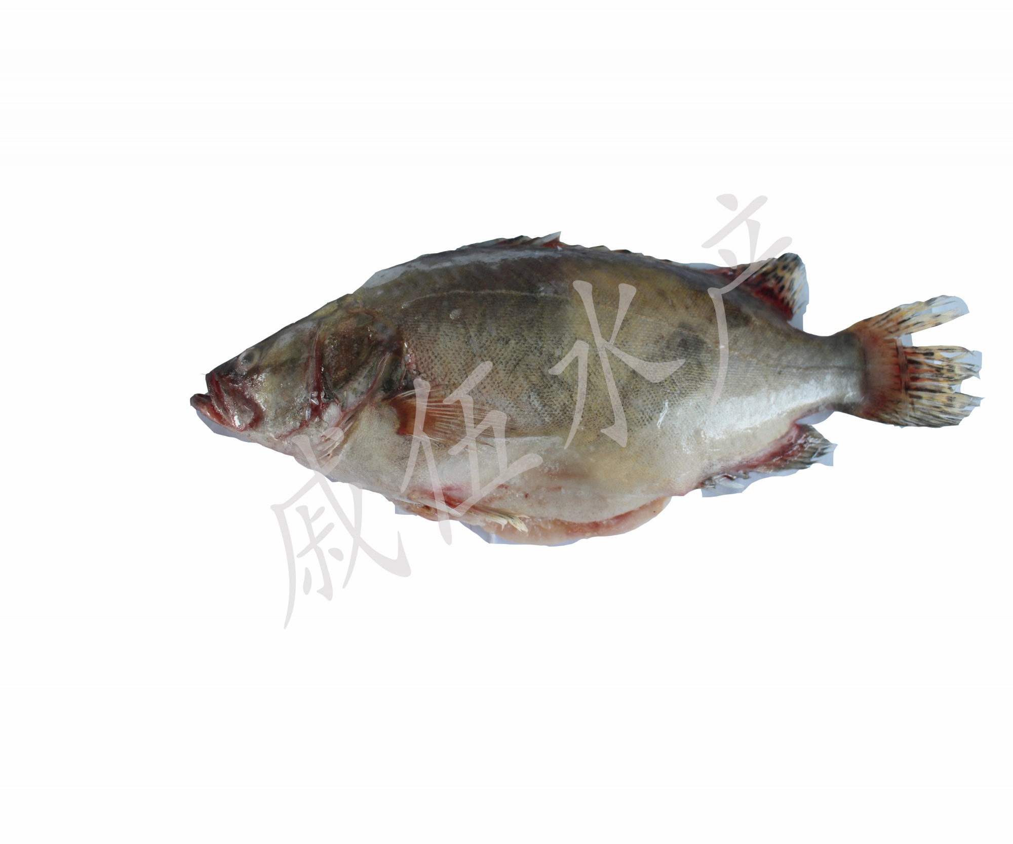 桂鱼