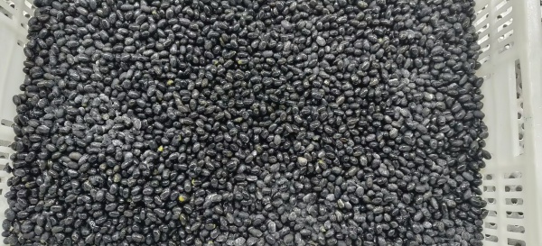 Red Kidney Bean & Black Bean