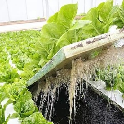 EPP Foam Applications in Aquaponics