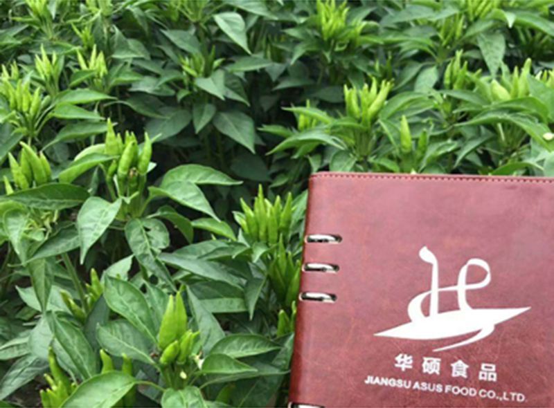 蔬菜种植基地